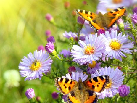 IMAGE OF BUTTERFLIES ON PURPLE FLOWERS