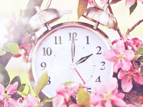 Alarm clock sitting in the branches of a flowering tree