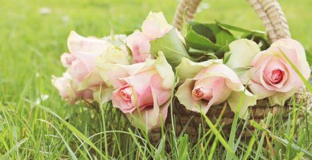 Basket of pick roses siting in the grass