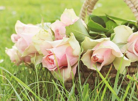 Basket of pick roses siting in the grass