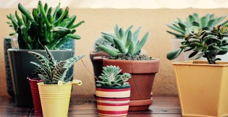 Variety of potted plants