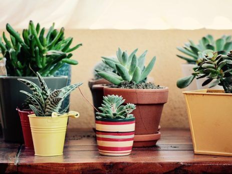 Variety of potted plants