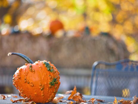 Orange gourd on patio table surrounded by fall leaves