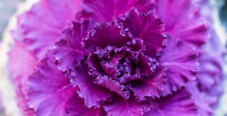 CLOSEUP OF PURPLE FLOWER IN FULL BLOOM - TUFDEK