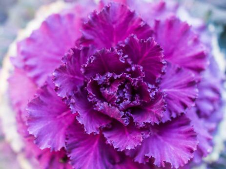 CLOSEUP OF PURPLE FLOWER IN FULL BLOOM - TUFDEK