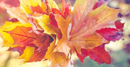 Hand holding bouquet of fall maple leaves