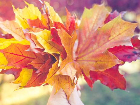 Hand holding bouquet of fall maple leaves