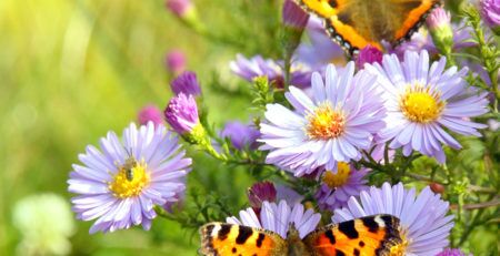 IMAGE OF BUTTERFLIES ON PURPLE FLOWERS