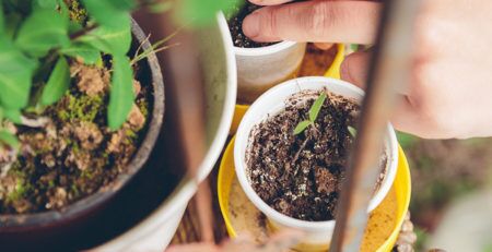 rooftop gardening