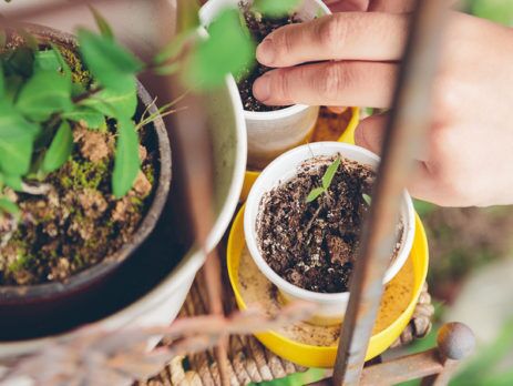 rooftop gardening